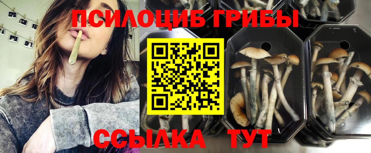 сколько стоит  Вход с VPN  Грозный  Галлюциногенные грибы прущие грибы 